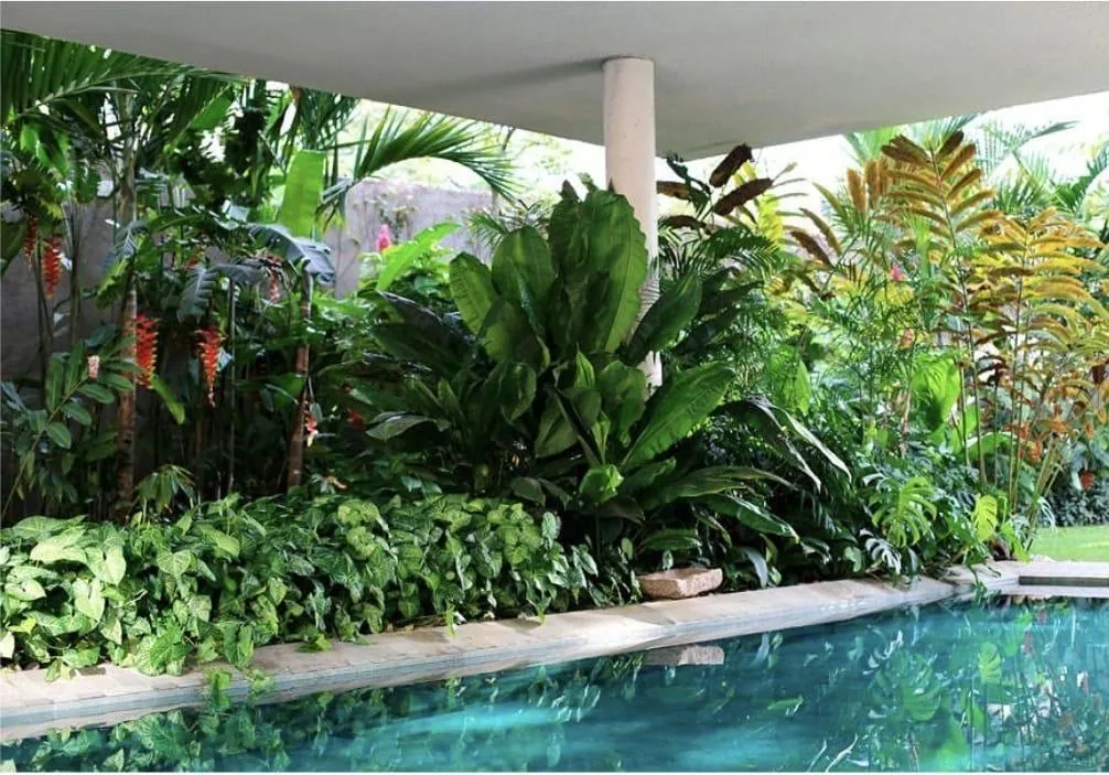 Área de piscina com jardim tropical de folhagens densas